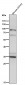Anti-XBP1 Rabbit Monoclonal Antibody